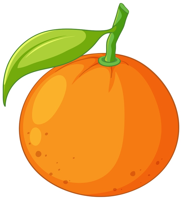 Vector isolated simple orange fruit cartoon