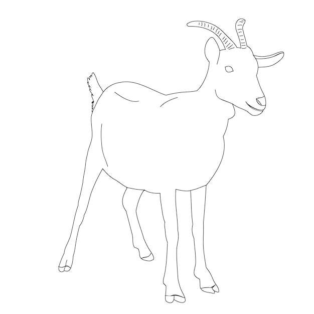 Vector isolated sketch of a goat with horns on a white background