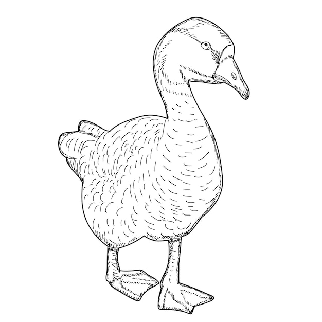 Isolated sketch pet goose contour