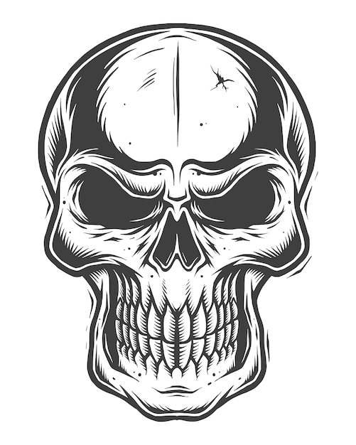 Isolated skull on white