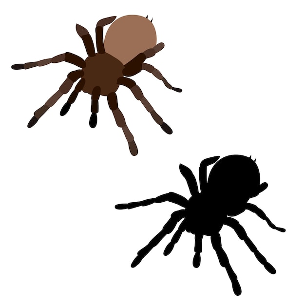 Isolated spider tarantula