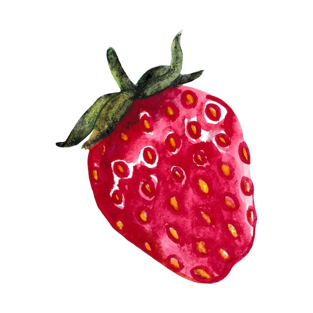 Vector isolated strawberry watercolor illustration on white backgroundjuicy colorful illustrations are made by hand vector