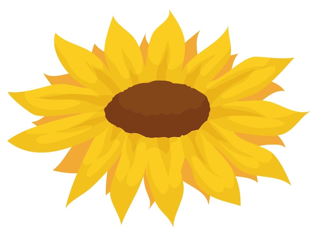 Isolated sunflower with yellow petals and brown seeds inside of its disk