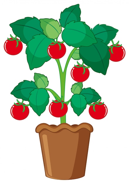 냄비에 고립 된 토마토 식물