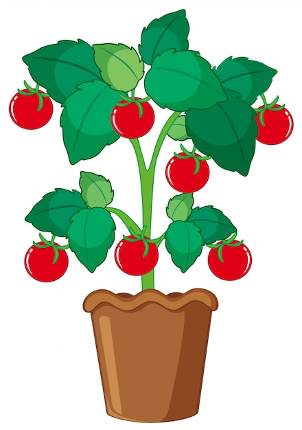 Isolated tomato plant in pot