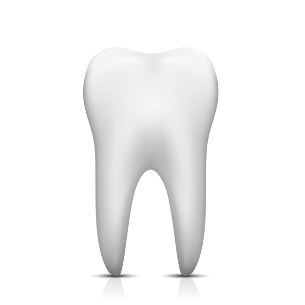 Vector isolated tooth