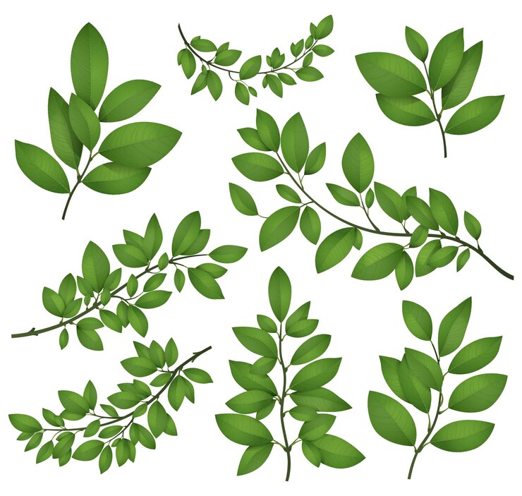 Vector isolated tree branches with green leaves detailed botanical vector illustration