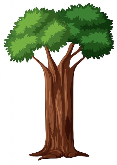 Vector isolated tree on white background