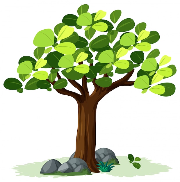 Vector isolated tree on white background