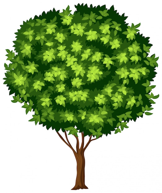 Vector isolated tree on white background