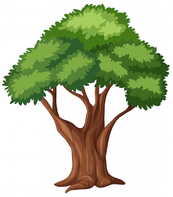Isolated tree on white background
