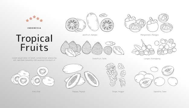 Isolated Tropical fruits outline illustration