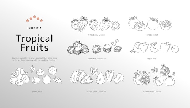 Vector isolated tropical fruits outline illustration