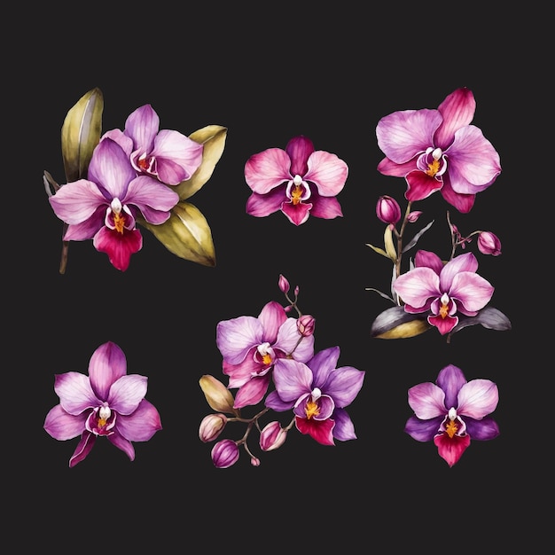 Vector isolated tropical orchids flower watercolor