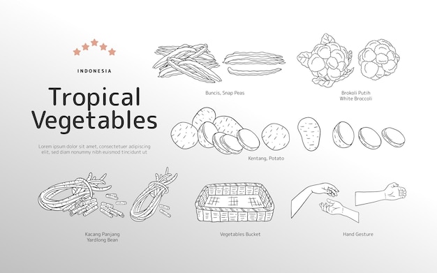 Isolated Tropical vegetables outline illustration