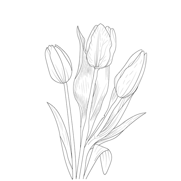 isolated tulip flower hand drawn line art botanic leaf collection bouquet floral coloring page.