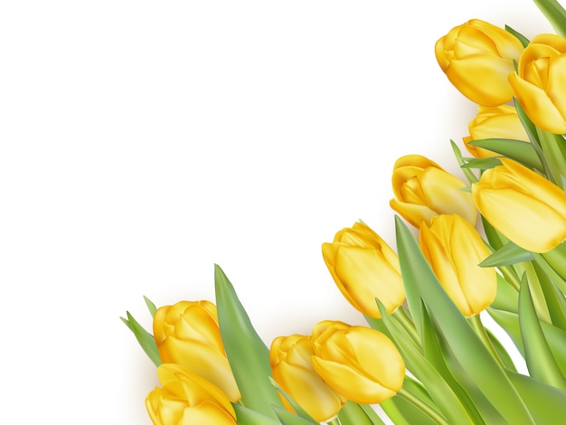 Isolated tulip frame arrangement, on a white background. 