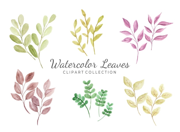 Isolated various watercolor leaves clipart collection