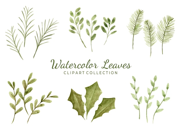 Isolated various watercolor leaves clipart collection