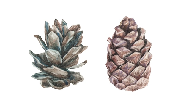 Isolated vector pinecones