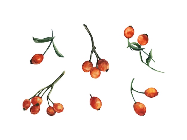 Isolated vector rose hips berries elements