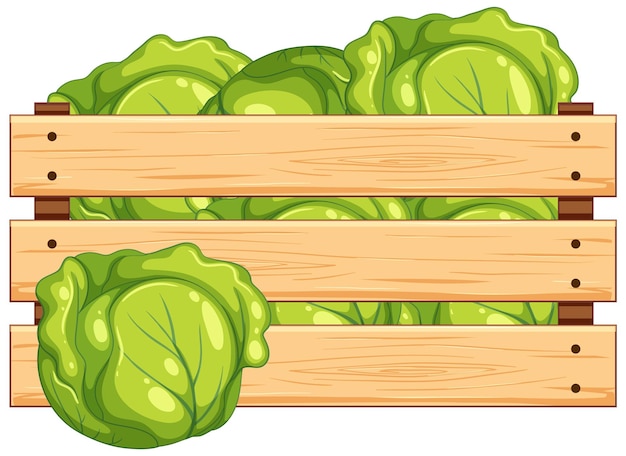 Vector isolated wooden crate full of cabbage