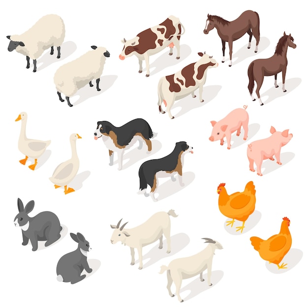 Vector isometric 3d vector set of farm animals. back and front view. icon for web. isolated on white background.