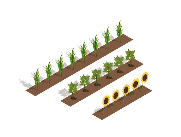 Vector isometric farm plants set