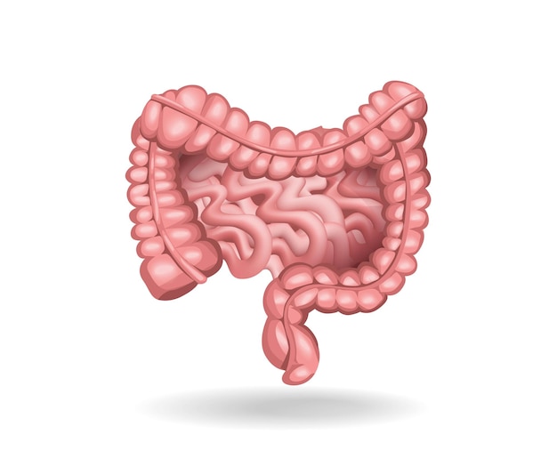 Isometric flat 3d human colon anatomy concept illustration