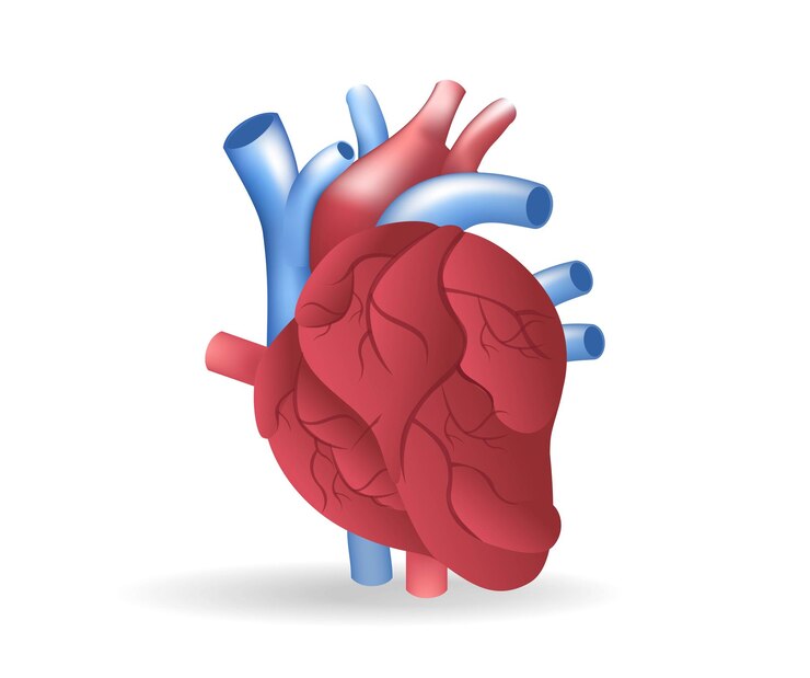 Vector isometric flat 3d illustration of heart vein anatomy concept