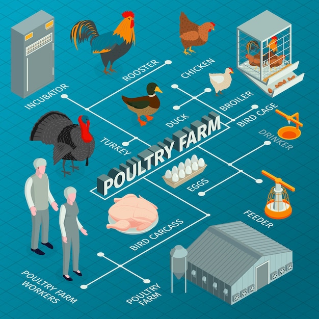 Illustrazione isometrica del diagramma di flusso dell'allevamento di pollame