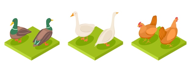 Isometric poultry vector