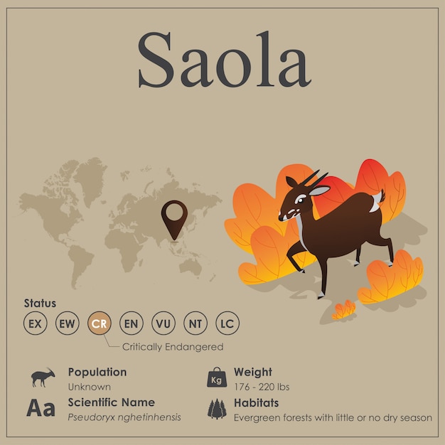 Isometric saola infographic