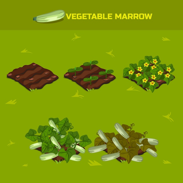 Vector isometric stage of growth vegetable marrow