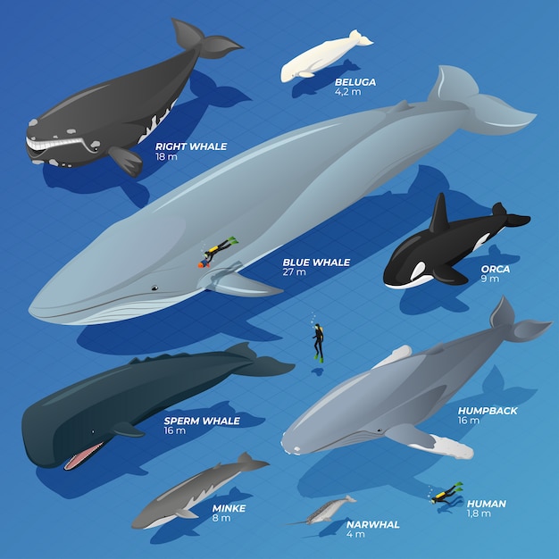 Vector isometric type comparison of whales