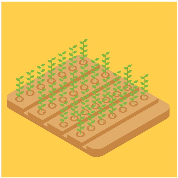 Isometrische landbouw lange bonen op het gebied, vectorillustratie