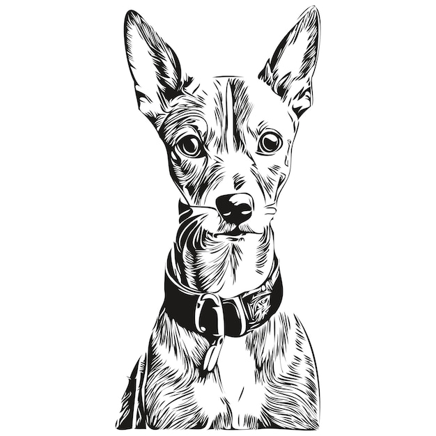 Italiaanse windhond hond vector graphics hand getrokken potlood dierlijke lijn illustratie