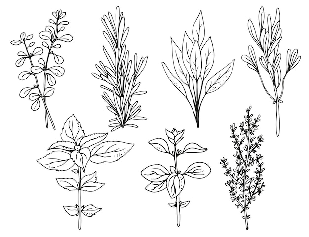 Italian herbs on white background herbs vector illustration