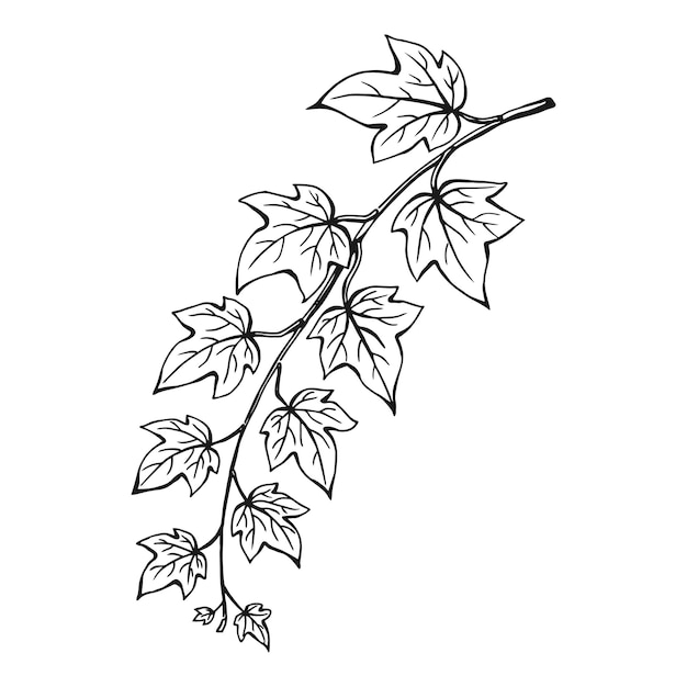 Vector ivy branch. hand drawn illustration converted to vector.