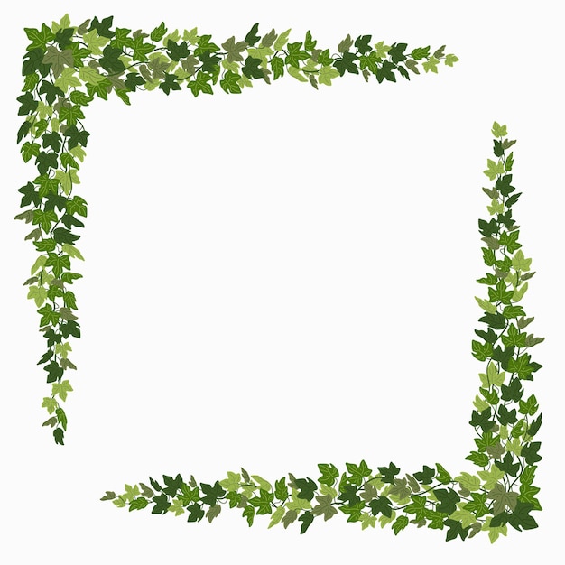 Vector ivy corners green vines decorative frame or design elements