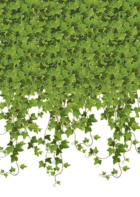 Vector ivy plant branches background. climbing vine.