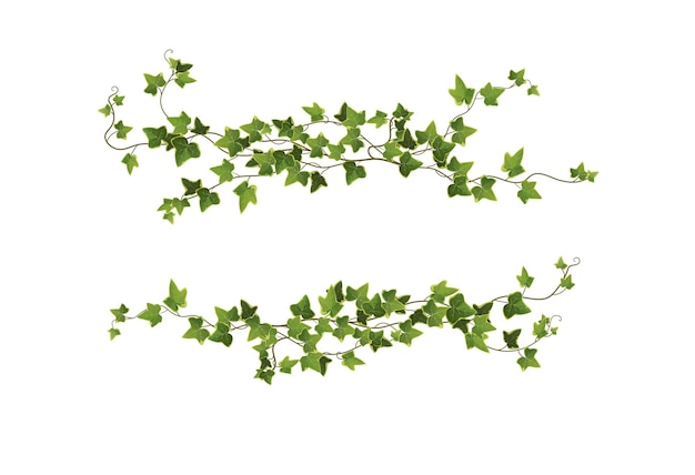 Vector ivy plant branches isolated on white