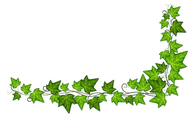 Ivy leaves. Watercolor painting of young ivy branches isolated on white  vector illustration