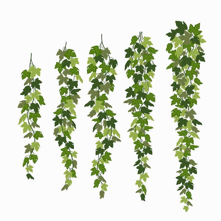 Vector ivy vines green leaves of a creeper plant