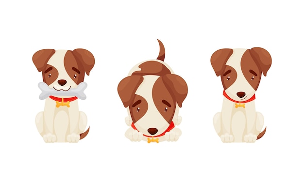 jack russell terrier with collar sitting with bone vector set