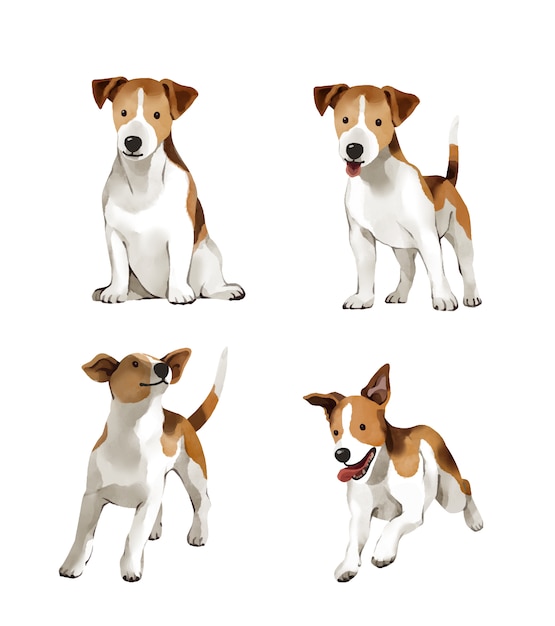 Jack russell terrier