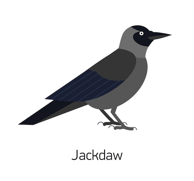 Jackdaw isolated on white background. Smart synanthrope bird with black plumage. Beautiful funny wild avian species living in city. Modern vector illustration in trendy flat geometric style.