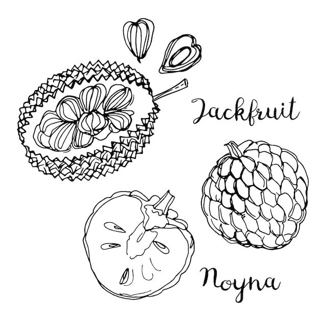 Vector jackfruit. fruits drawn by a line on a white background. fruits from thailand. food sketch lines.