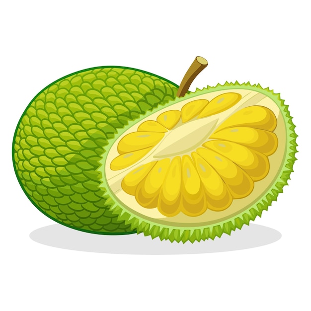 Jackfruit isolated flat vector illustration