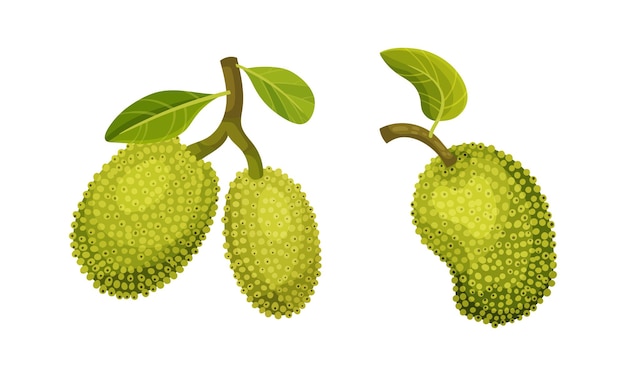 Jackfruit tropische vrucht Hele rijpe zoete heerlijke groene vrucht vector illustratie